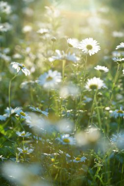 Papatyalar tarlada yetişiyor
