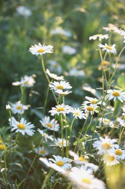 Papatyalar tarlada yetişiyor