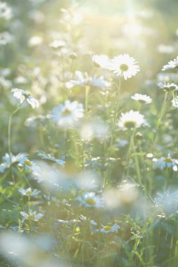 Papatyalar tarlada yetişiyor