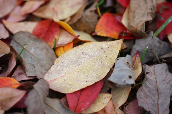 Fallen Blueberry Leaves Autumn — Stock Photo, Image
