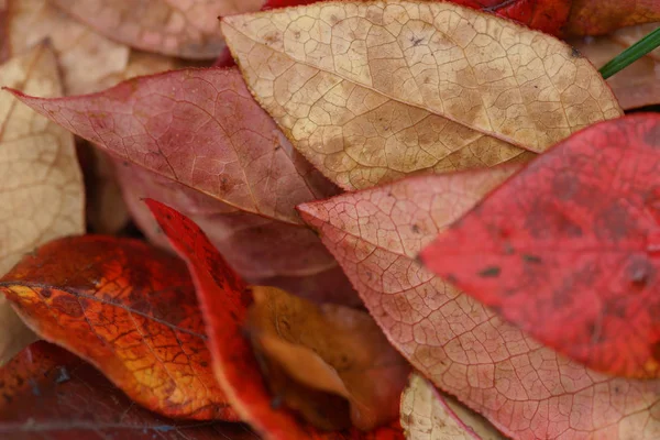 가을에 떨어지는 블루베리 — 스톡 사진