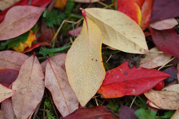 Gefallene Blaubeerblätter Herbst — Stockfoto