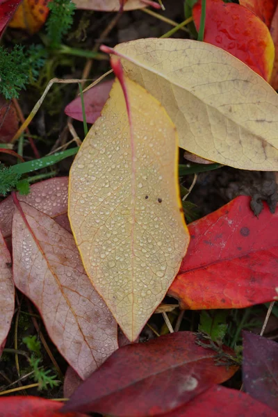 Gevallen Bosbessenbladeren Herfst — Stockfoto