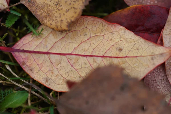 Gevallen Bosbessenbladeren Herfst — Stockfoto