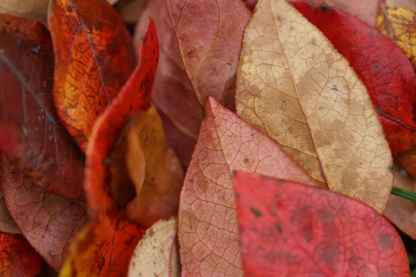Πεσμένα Φύλλα Βατόμουρου Φθινόπωρο — Φωτογραφία Αρχείου
