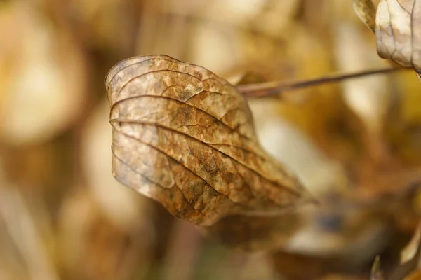 Hintergrund Der Getrockneten Herbst Pfingstrosen Blätter — Stockfoto