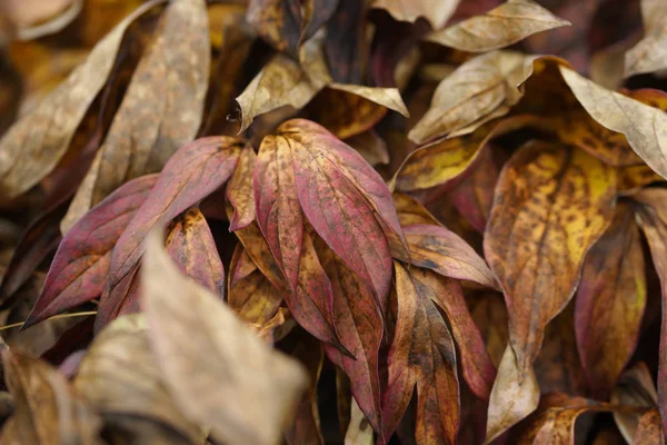 Fondo Foglie Peonie Autunnali Essiccate — Foto Stock