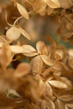 Solmuş ortanca çiçekleri Sonbaharda bahçede