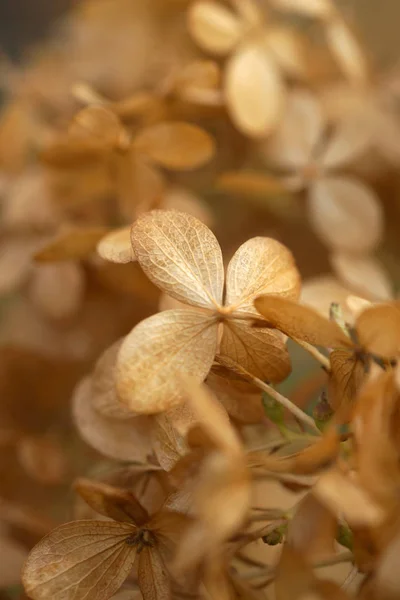 Ortensia Appassita Fiori Autunno Giardino — Foto Stock