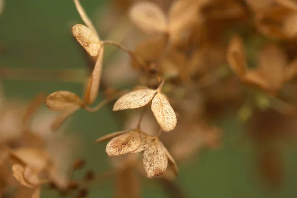 Ortensia Appassita Fiori Autunno Giardino — Foto Stock