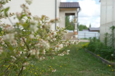 Baharda yabanmersini çalısı açar..