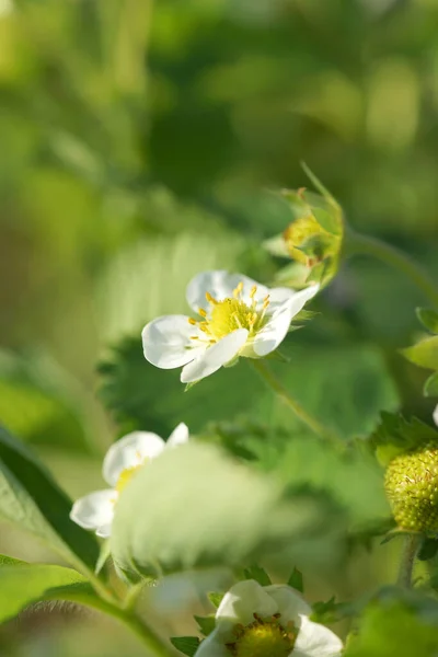 Jardin Fraises Fleurs Dans Jardin Par Une Soirée Ensoleillée — Photo