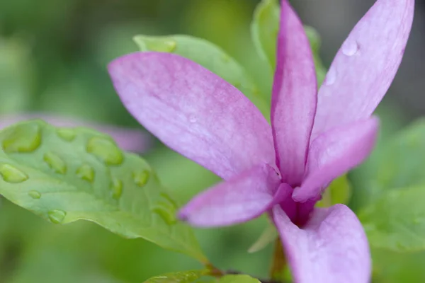 Flores Magnolia Rosa Verano —  Fotos de Stock