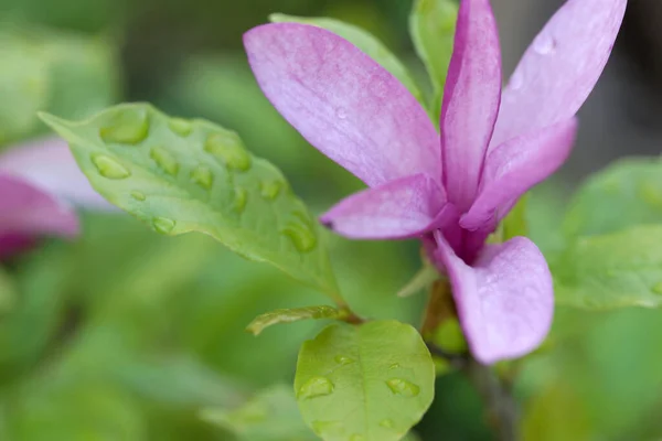 Fleurs Magnolia Rose Été — Photo