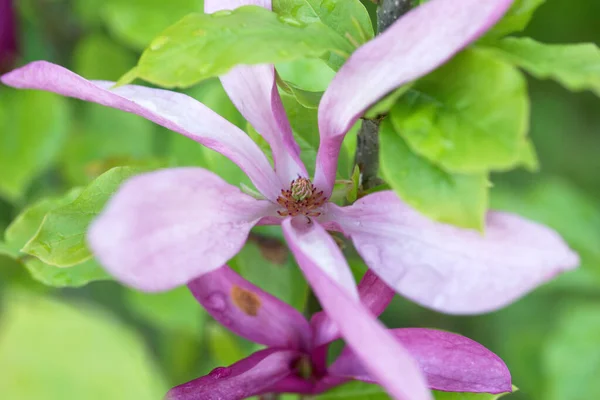 Różowe Kwiaty Magnolii Lecie — Zdjęcie stockowe