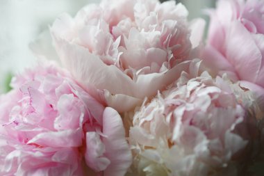 Yumuşak pembe ve beyaz şakayıklar yakın plan.