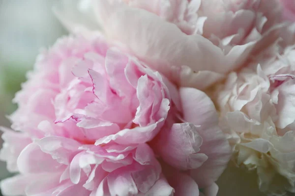 Pluizig Roze Witte Pioenrozen Close — Stockfoto