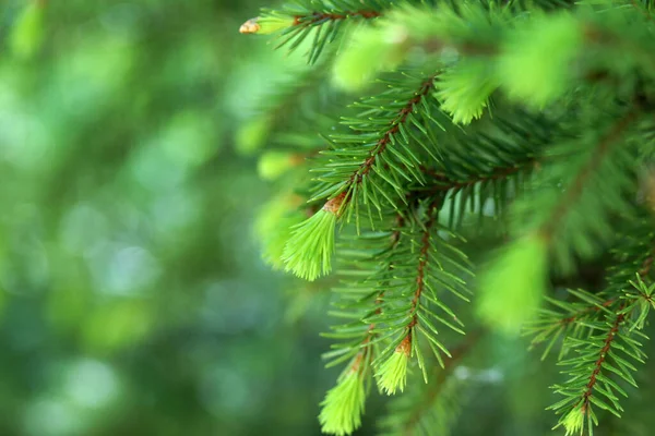 Yazın yeşil iğnelerin üzerinde taze lahanalar.
