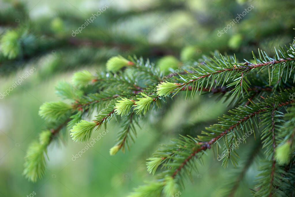 oliveshadow