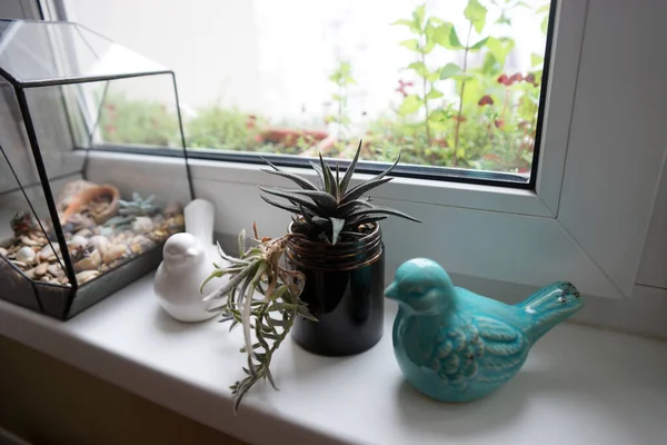 Succulents Glass Jar Windowsill — Stockfoto