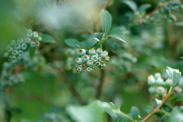 Unripe Blueberries Bush Garden — Stock Photo, Image