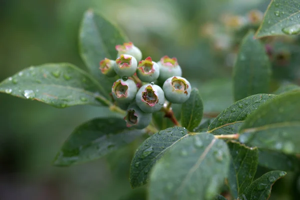 Unripe Blueberries Bush Garden — Stock Photo, Image
