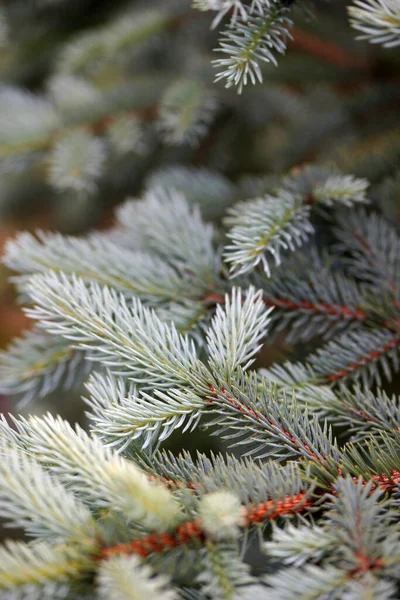 Zweige Blauer Nadeln Nahaufnahme — Stockfoto