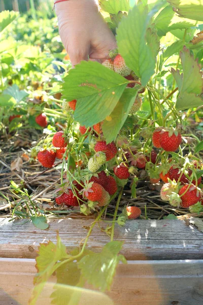 Cosechar Fresas Una Cresta Jardín — Foto de Stock