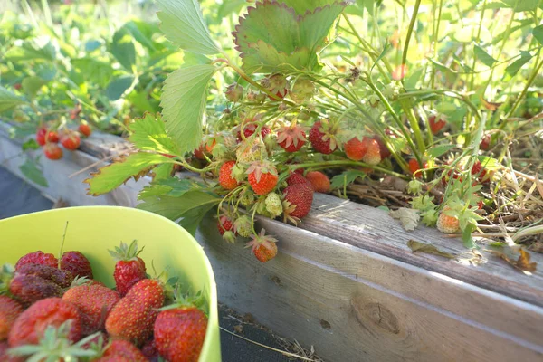 Cosechar Fresas Una Cresta Jardín — Foto de Stock