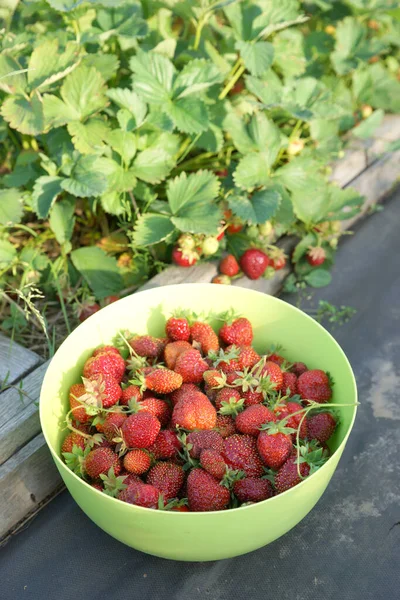 Cosechar Fresas Una Cresta Jardín — Foto de Stock