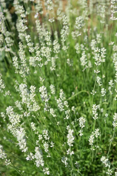 White Lavender Summer Garden — Stock Photo, Image