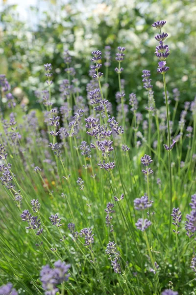 Lavanda Púrpura Jardín Verano Imágenes De Stock Sin Royalties Gratis