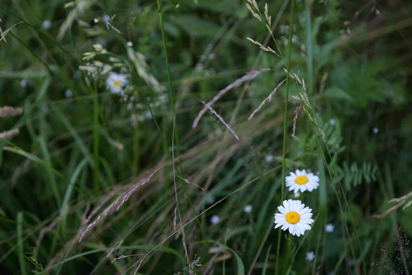 Field Daisies Clovers Herbs Russia Moscow Region July — Stock Photo, Image