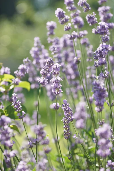 Lila Lavendel Sommergarten — Stockfoto