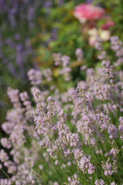 Lavande Blanche Dans Jardin — Photo