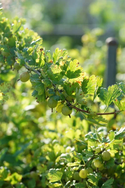 Gooseberry Bush Ripe Berry Summer Garden — Stock Photo, Image