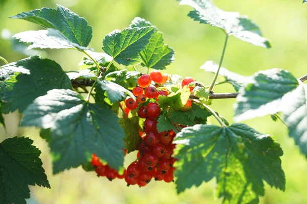 Tufă Coacăze Fructe Pădure Coapte Timpul Verii Grădină — Fotografie, imagine de stoc