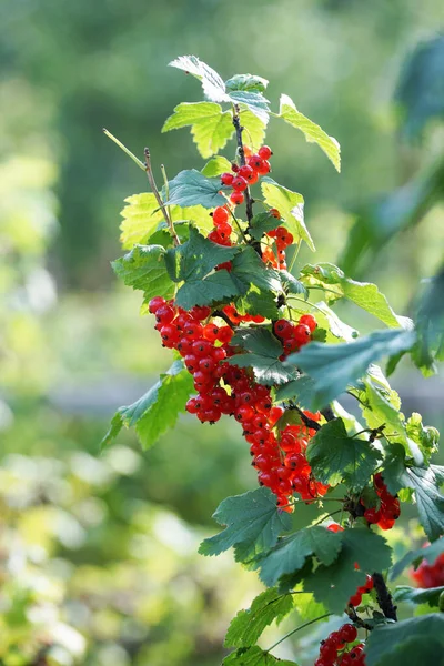 Currant Bush Ripe Berries Summer Garden — Stock Photo, Image