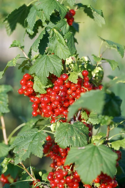 Tufă Coacăze Fructe Pădure Coapte Timpul Verii Grădină — Fotografie, imagine de stoc