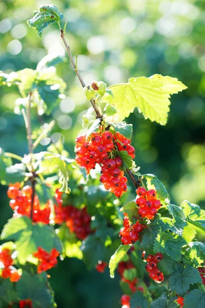 Kruidachtige Struik Met Rijpe Bessen Zomer Tuin — Stockfoto