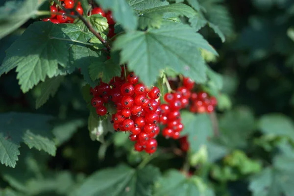 Currant Bush Ripe Berries Summer Garden — Stock Photo, Image