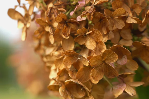 Solan Ortanca Çiçekleri Sonbaharda — Stok fotoğraf