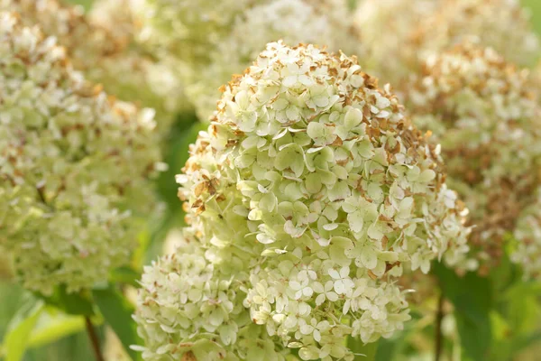 Welkende Hortensien Blühen Herbst — Stockfoto