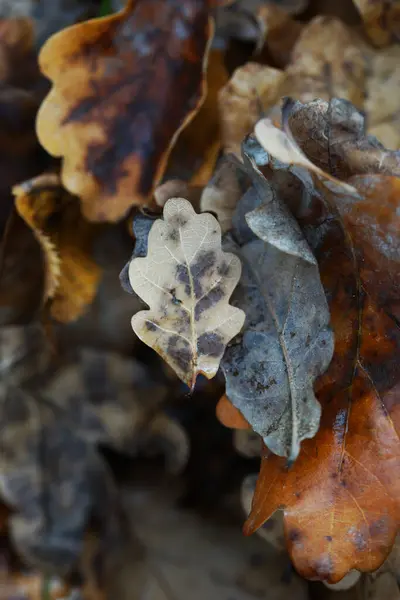 Consistenza Delle Foglie Quercia Cadute Vicino — Foto Stock