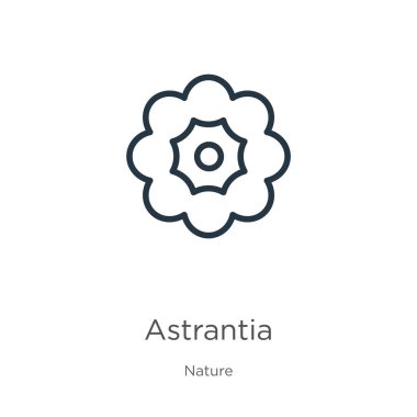 Astrantia ikonu. İnce doğrusal astrantia anahat ikonu beyaz arka planda doğa koleksiyonundan izole edilmiş. Çizgi vektör işareti, ağ ve mobil sembolü
