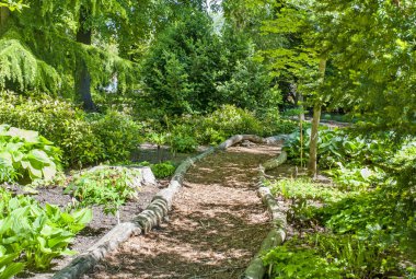 Ağaçları saran ile doğada bambu yolu