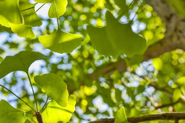 Yeşil altın güneş bırakır. Doğal arka plan bulanık. Güneş ışığı ile doğada Gingko biloba yaprakları