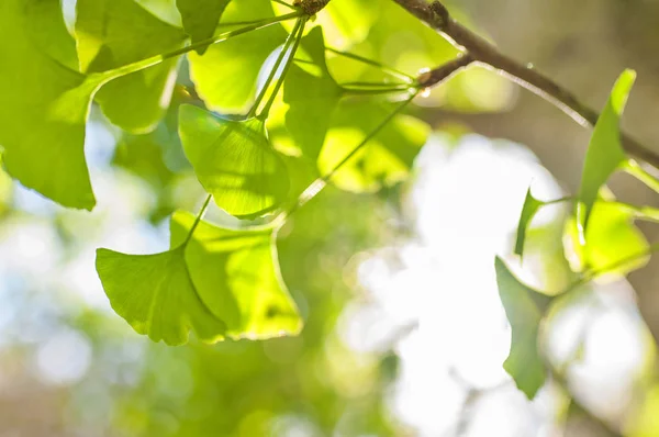 Folhas Verdes Luz Sol Dourada Fundo Borrado Natural Gingko Biloba — Fotografia de Stock