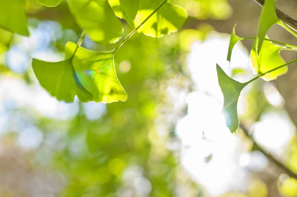 Зеленые Листья Золотом Солнце Естественный Размытый Фон Gingko Biloba Листья — стоковое фото
