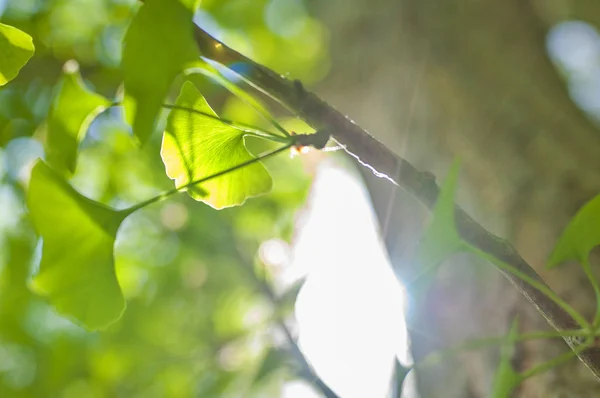 Feuilles Vertes Soleil Doré Fond Flou Naturel Gingko Biloba Feuilles — Photo